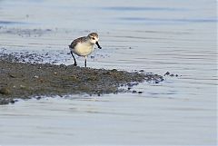 Spoon-billed Sandpiper